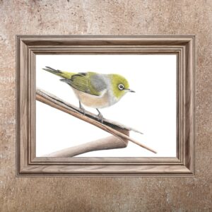 Silvereye (Print)