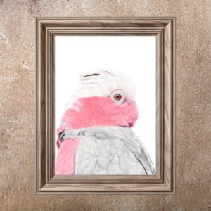 Galah (Print)