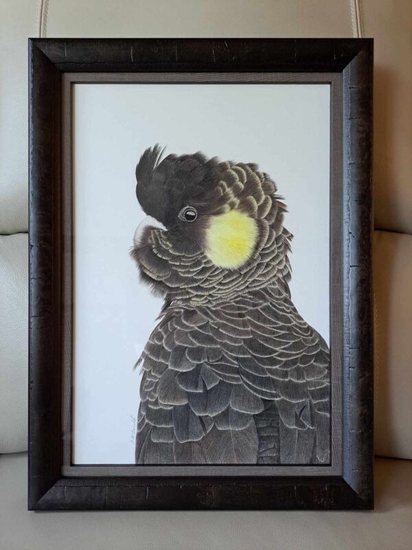 Yellow-Tailed Black Cockatoo Framed Original - Image 2