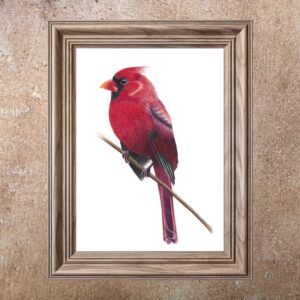 Northern Cardinal (Print)