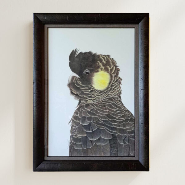 Yellow-Tailed Black Cockatoo Framed Original