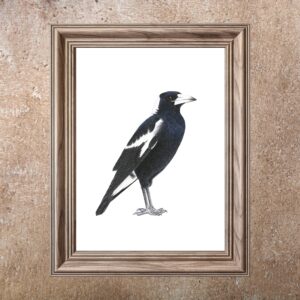 Magpie (Print)